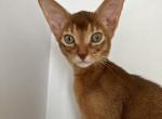 Molly - Abyssinian Kitten For Sale - 