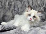 Aurora - Ragdoll Kitten For Sale - Tampa, FL, US