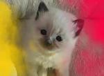 Kats ravishing ragdolls mitted seal points - Ragdoll Kitten For Sale - 