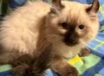 Buttercup and Kojai Bear - Balinese Kitten For Sale - Minden, NV, US