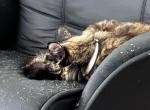 Lola - Maine Coon Cat For Adoption - Maricopa, AZ, US