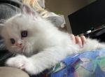 E - Ragdoll Kitten For Sale - 