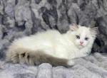 Artemis - Ragdoll Kitten For Sale - Tampa, FL, US