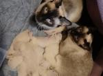 xmas kittens - Siamese Kitten For Sale - West Lawn, PA, US