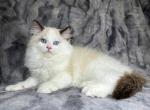 Astrid - Ragdoll Kitten For Sale - Tampa, FL, US