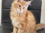 Nevada - Maine Coon Kitten For Sale - Miami, FL, US