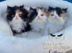 Pure Persian - Persian Kitten For Sale - 