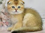 Ramzes - Scottish Fold Kitten For Sale - 