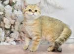 Rumina - Scottish Straight Kitten For Sale - 