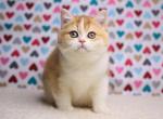 Toffi - British Shorthair Kitten For Sale - Brooklyn, NY, US