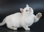 Litter J11 - Munchkin Kitten For Sale - 