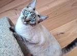 Female Siamese - Siamese Cat For Sale/Retired Breeding - Velpen, IN, US