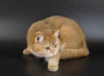 Litter B11 - British Shorthair Kitten For Sale - 