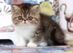 Naomibucks - Exotic Kitten For Sale - Brooklyn, NY, US