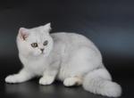 Litter F11 - British Shorthair Kitten For Sale - 