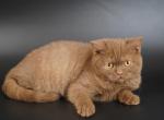 C11 - Selkirk Rex Kitten For Sale - 