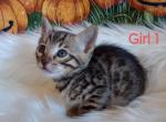 Mattie's Girl 1 - Bengal Kitten For Sale - 