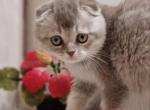 Simona - Scottish Fold Kitten For Sale - Brooklyn, NY, US