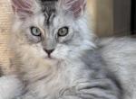 Jasper Odd eyed - Maine Coon Kitten For Sale - Los Angeles, CA, US