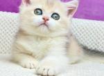 Dasha - British Shorthair Kitten For Sale - Brooklyn, NY, US