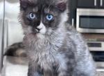 Iceberg blue eyed - Maine Coon Kitten For Sale - Los Angeles, CA, US