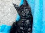 Aslan - Maine Coon Kitten For Sale - Brooklyn, NY, US