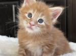 Litter K - Maine Coon Kitten For Sale - Los Angeles, CA, US