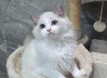 choco - Ragdoll Kitten For Sale - Los Angeles, CA, US