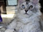 Jasper odd eyes - Maine Coon Kitten For Sale - Las Vegas, NV, US