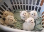 Siberian Kittens TICA certified - Siberian Kitten For Sale - Bellingham, WA, US