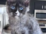 Iceberg blue eyes - Maine Coon Kitten For Sale - Las Vegas, NV, US