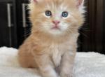 Litter K - Maine Coon Kitten For Sale - Las Vegas, NV, US