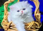 White blue eyes dollface persian male available - Persian Kitten For Sale - San Jose, CA, US