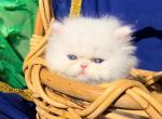 White blue eyes dollface persian male available - Persian Kitten For Sale - San Jose, CA, US