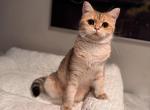 Nelly - British Shorthair Kitten For Sale - San Mateo, CA, US