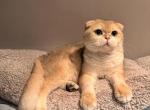 Hasik - Scottish Fold Kitten For Sale - San Mateo, CA, US