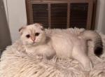 Luna - Scottish Fold Kitten For Sale - San Mateo, CA, US