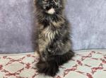 Queen - Maine Coon Kitten For Sale - Staten Island, NY, US