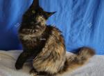 Inesha Black Tortie - Maine Coon Kitten For Sale - Longmont, CO, US