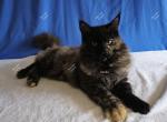 Inesha Black Tortie - Maine Coon Kitten For Sale - 