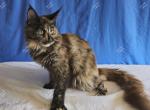 Itzel Black Tortie - Maine Coon Kitten For Sale - Longmont, CO, US