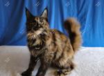 Itzel Black Tortie - Maine Coon Kitten For Sale - Longmont, CO, US