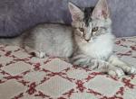 Quntessa - Maine Coon Kitten For Sale - Staten Island, NY, US