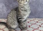 Queta - Maine Coon Kitten For Sale - Staten Island, NY, US