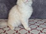 Quest - Maine Coon Kitten For Sale - Staten Island, NY, US