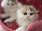 Blue cream tortie sisters - Scottish Fold Kitten For Sale - Sun City Center, FL, US