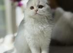 Cream silver Van girl - Scottish Fold Kitten For Sale - Sun City Center, FL, US