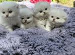 Silver chinchilla kittens - Scottish Fold Kitten For Sale - Sun City Center, FL, US