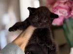 Solid black boy - Scottish Straight Kitten For Sale - Sun City Center, FL, US