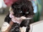 Sold black bicolor girl - Scottish Fold Kitten For Sale - Sun City Center, FL, US